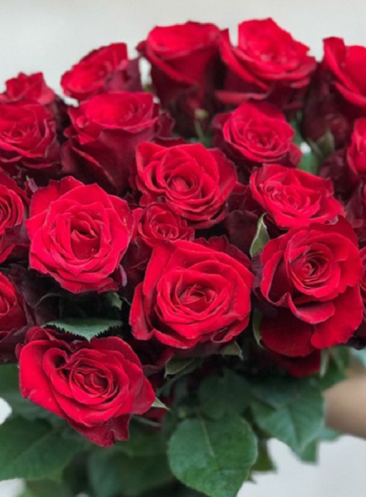 Hoa Tươi Đỏ Mina