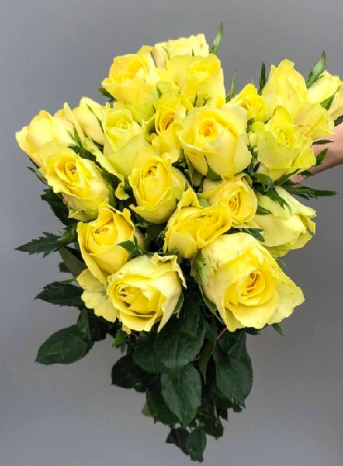 Hoa Tươi Vàng Chanh