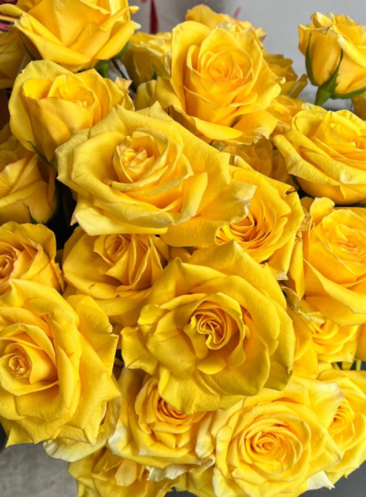 bó hoa ( màu vàng mai)