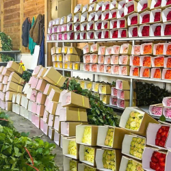 Cung cấp sỉ các loại hoa tươi đà lạt, hoa tươi nhập khẩu