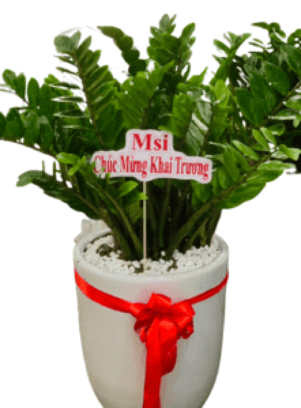 Hoa tươi - hoa sinh nhật Mẫu (TVF-HSN-054)